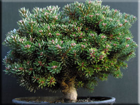 Abies koreana 'Silberperl' | Conifers