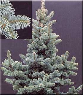 Abies lasiocarpa var. arizonica 'Glauca Compacta' | Conifers