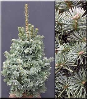 Abies magnifica 'Nana' | Conifers