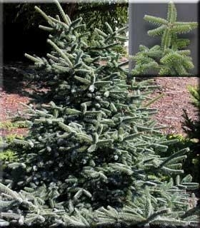 Abies marocana | Conifers