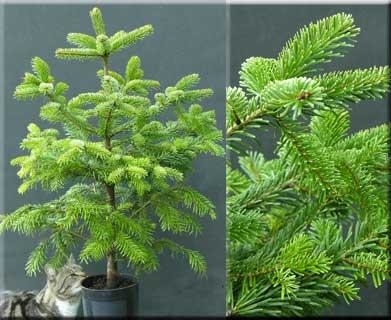 Abies nordmanniana | Conifers