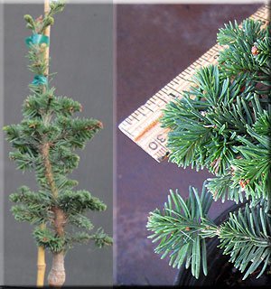 Abies procera 'Rick's Foxtail' | Conifers