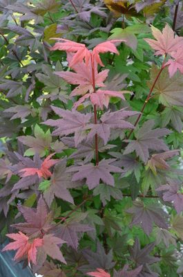 Acer circinatum 'Burgundy Jewel' | Japanese Maples, Ornamental Trees