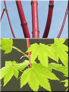 Acer circinatum 'Pacific Fire' | Japanese Maples, Ornamental Trees