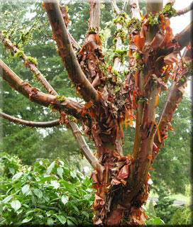 Acer griseum | Japanese Maples, Ornamental Trees