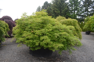 Acer japonicum 'Green Cascade' (staked) | Japanese Maples, Ornamental Trees