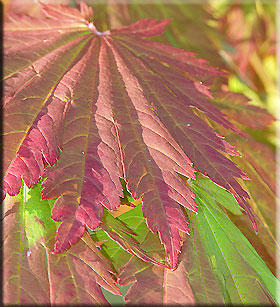 Acer japonicum 'Yama kagi' | Japanese Maples, Ornamental Trees