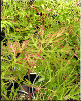 Image Acer japonicum 'Fairy Lights'