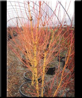 Acer palmatum 'Bihou' | Japanese Maples, Ornamental Trees