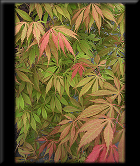 Acer palmatum 'Elegans' | Japanese Maples, Ornamental Trees