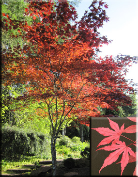 Acer palmatum 'Fireglow' | Japanese Maples, Ornamental Trees