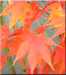 Acer palmatum 'Hogyoku' | Japanese Maples, Ornamental Trees