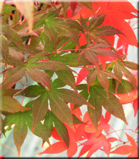 Image Acer palmatum 'Ichigyoji'