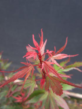 Acer palmatum 'Kuro hime' | Japanese Maples, Ornamental Trees