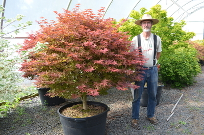 Acer palmatum 'Rhode Island Red' | Japanese Maples, Ornamental Trees