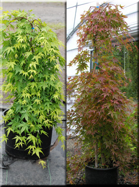 Acer palmatum 'Ryusen' | Japanese Maples, Ornamental Trees