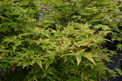 Acer palmatum 'Sagara nishiki' | Japanese Maples, Ornamental Trees