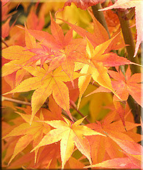 Acer palmatum 'Winter Flame' | Japanese Maples, Ornamental Trees