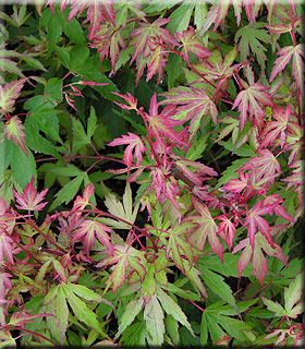 Acer palmatum 'Yuri hime' | Japanese Maples, Ornamental Trees