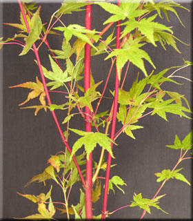 Acer palmatum 'Beni kawa' | Japanese Maples, Ornamental Trees