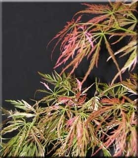 Acer palmatum dissectum 'Toyama nishiki' | Japanese Maples, Ornamental Trees