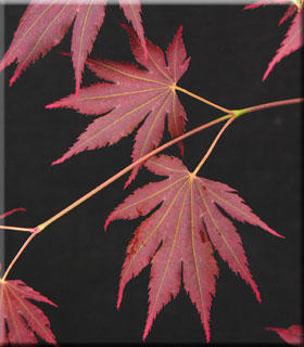 Acer shirasawanum 'Johin' | Japanese Maples, Ornamental Trees
