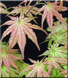 Acer palmatum 'Peaches and Cream' | Japanese Maples, Ornamental Trees