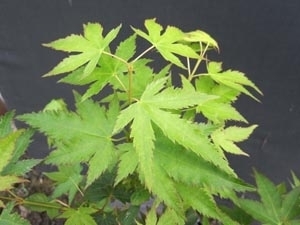 Acer palmatum 'Peve Multicolor' | Japanese Maples, Ornamental Trees