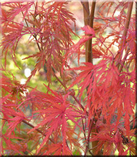 Acer palmatum dissectum 'Seiryu' | Japanese Maples, Ornamental Trees