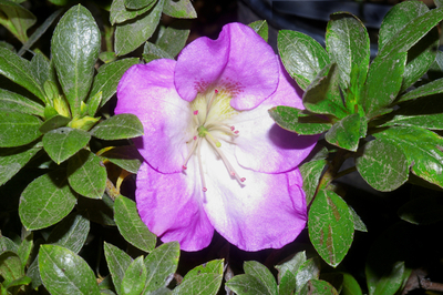 Azalea 'Aikoku' | Evergreen Azaleas