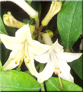 Azalea 'Fragrant Star' | Deciduous Azaleas
