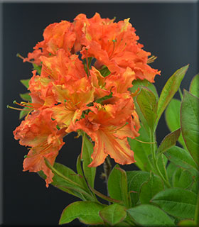 Azalea 'Gibraltar' | Deciduous Azaleas