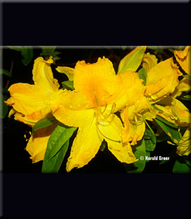 Azalea 'Arneson Golden Solitaire' | Deciduous Azaleas