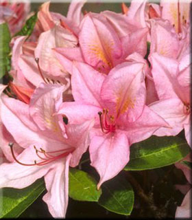 Azalea 'Soir de Paris' | Deciduous Azaleas