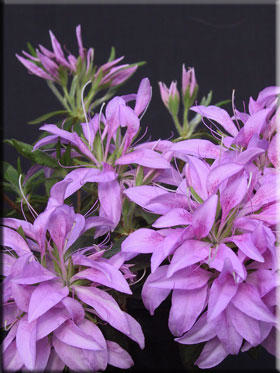 Azalea 'Koromo Shikibu' | Evergreen Azaleas