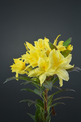 Azalea 'Lemon Lights' | Deciduous Azaleas