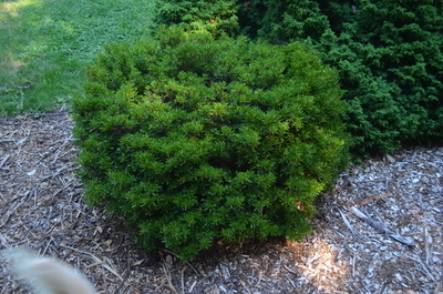 Azalea 'Rinpu' | Evergreen Azaleas