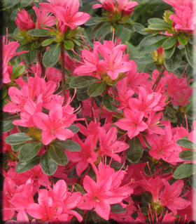 Azalea 'Sun Star' | Evergreen Azaleas