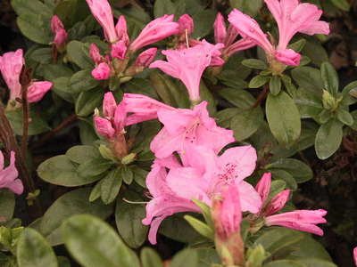 Azalea 'Tina' | Evergreen Azaleas