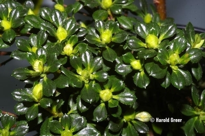 Azalea 'Hardy Gardenia Sport | Evergreen Azaleas