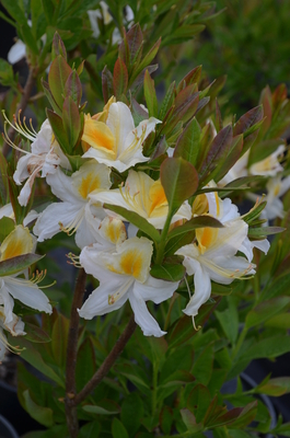 Azalea 'Northern Hi-Lights' | Deciduous Azaleas