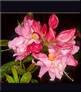 Azalea 'Cascade Pink' | Deciduous Azaleas