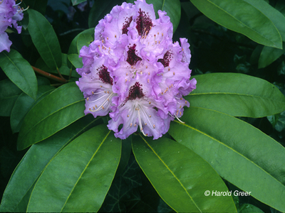 Rhododendron 'Blue Peter' | Rhododendrons (Hybrids & species)