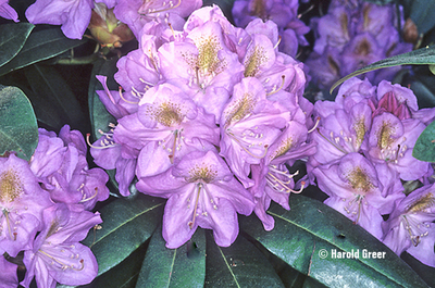 Rhododendron 'Blutopia' | Rhododendrons (Hybrids & species)