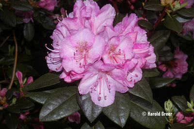 Rhododendron 'Bubblegum' | Rhododendrons (Hybrids & species)