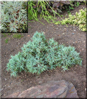 Cedrus deodara 'Pygmaea' | Conifers