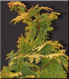 Chamaecyparis obtusa 'Aurea' | Conifers