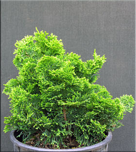 Chamaecyparis obtusa 'Nana Gracilis' | Conifers