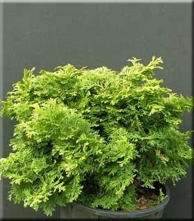 Chamaecyparis obtusa 'Repens' | Conifers