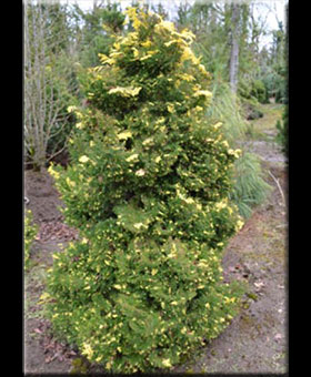 Chamaecyparis obtusa 'Saffron Spray' | Conifers